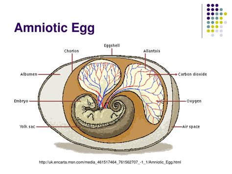 are humans amniotes|diagram of an amniotic egg.